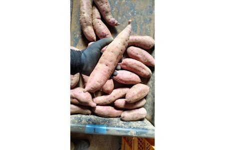 京丹後産 紅はるか 干し芋 150g×2袋 | 干し芋