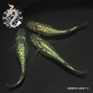 メダカ「クレパトシアン」1ペア