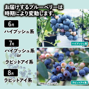 ブルーベリー 900g 大粒 【 ブルーベリー 】