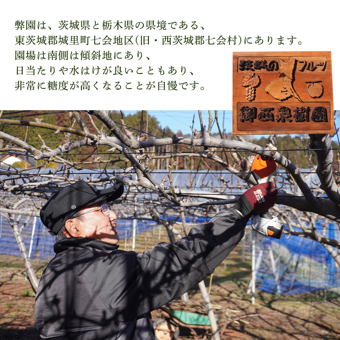 ＜農家直送＞梨 茨城県オリジナルブランド品種 恵水 大玉サイズ4～6個(約3kg)  (BB004)