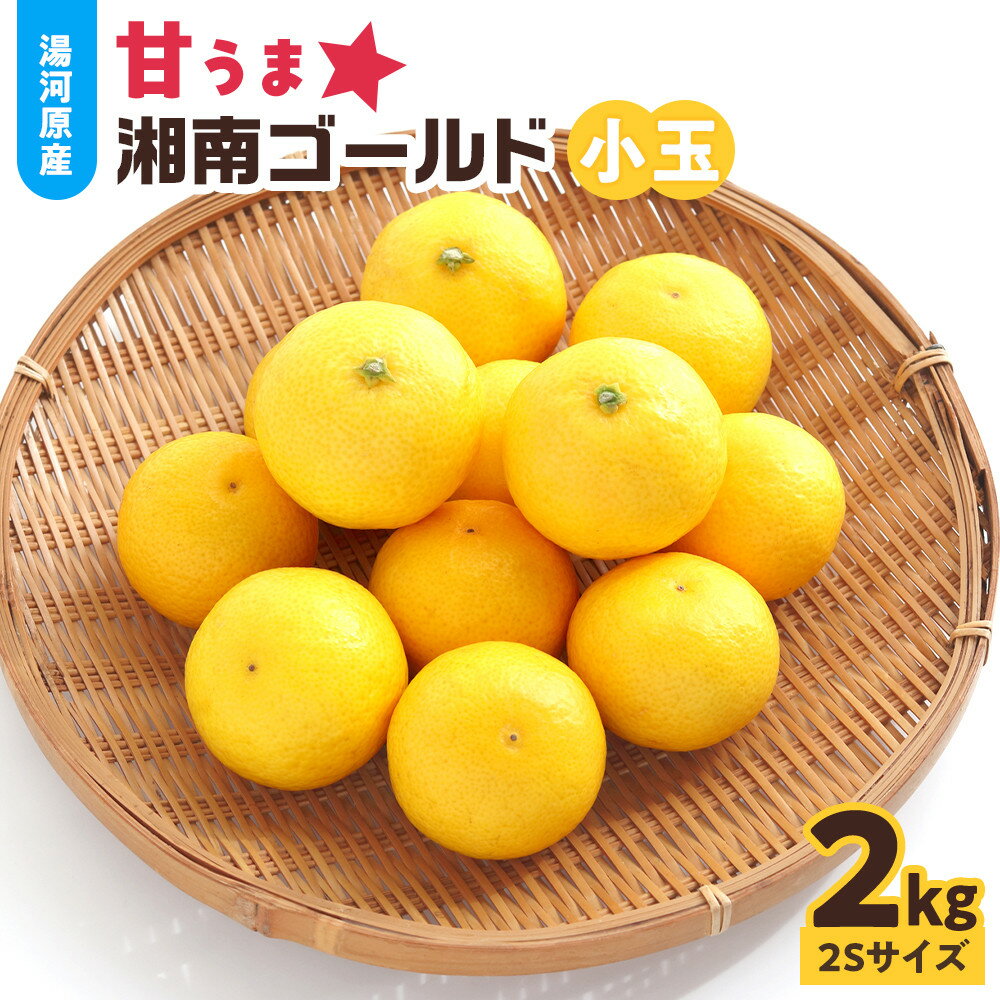 【ふるさと納税】【希少フルーツ】甘ウマ☆小玉・湘南ゴールド(2Sサイズ)　2kg　2026年2月下旬～3月中旬頃発送予定 | 湯河原町 小玉 2Sサイズ 2kg 種なし 柑橘類 地域特産品