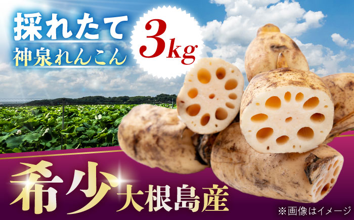【数量限定50個】島採れ掘りたて 大根島産神泉れんこん 3kg 島根県松江市/株式会社ふぁーむ大根島 [ALCB005]