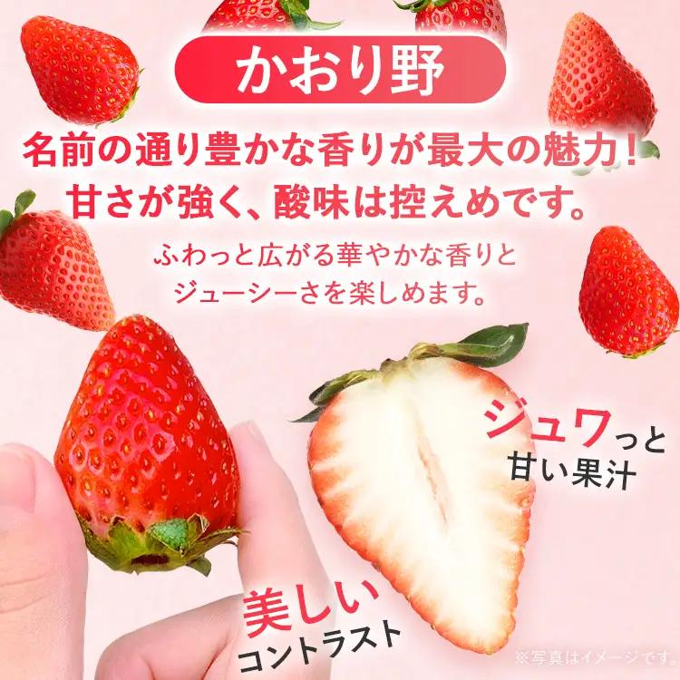 いちご   農家直送完熟いちご かおり野 4パック 【2027年2月上旬～4月末頃に順次発送】 いちご  
