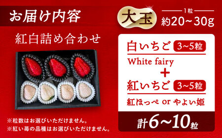 【先行予約】 ＼毎年1月より順次発送／ 〈大玉〉 いちご 詰め合わせ　紅ほっぺorやよい姫×White Fairy 果物 イチゴ フルーツ 愛西市 / くぼ苺農園 【配達不可：北海道・沖縄・離島】[A