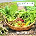 【ふるさと納税】オーガニック葉物野菜セット【植物性で育てた完全無農薬の葉野菜ブランド有機JAS】（CQ019）