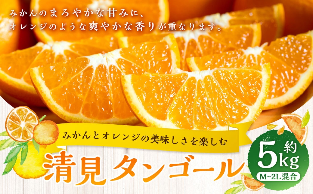 
                  【 みかんとオレンジの美味しさを楽しむ 】 清見タンゴール 約5kg みかん ミカン オレンジ 柑橘 柑橘類 柑橘系 くだもの 果物 フルーツ 果実 果汁 果肉 国産 愛媛県産 【 2027年2月下旬～5月上旬発送予定 】 ( 1064 )
                