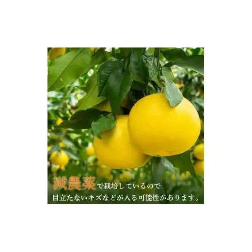 【 先行予約 】 土佐文旦 訳あり 10kg 高知県産 柑橘 KN003-xx