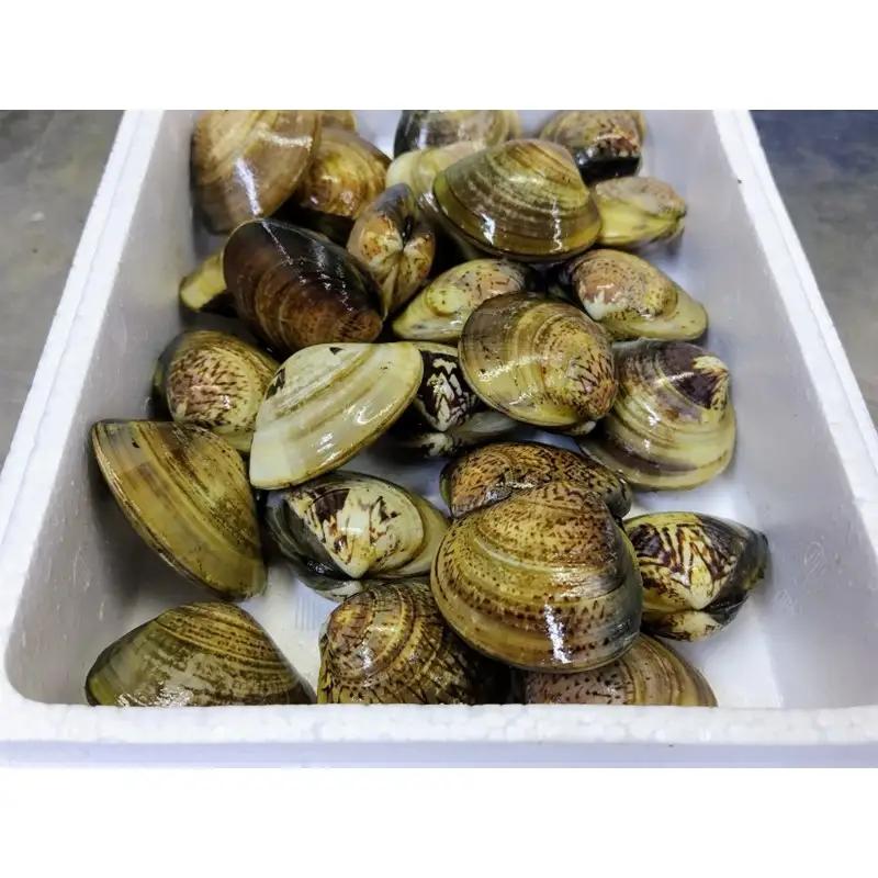 【はまぐり】畜養活蛤 1kg ハマグリ
