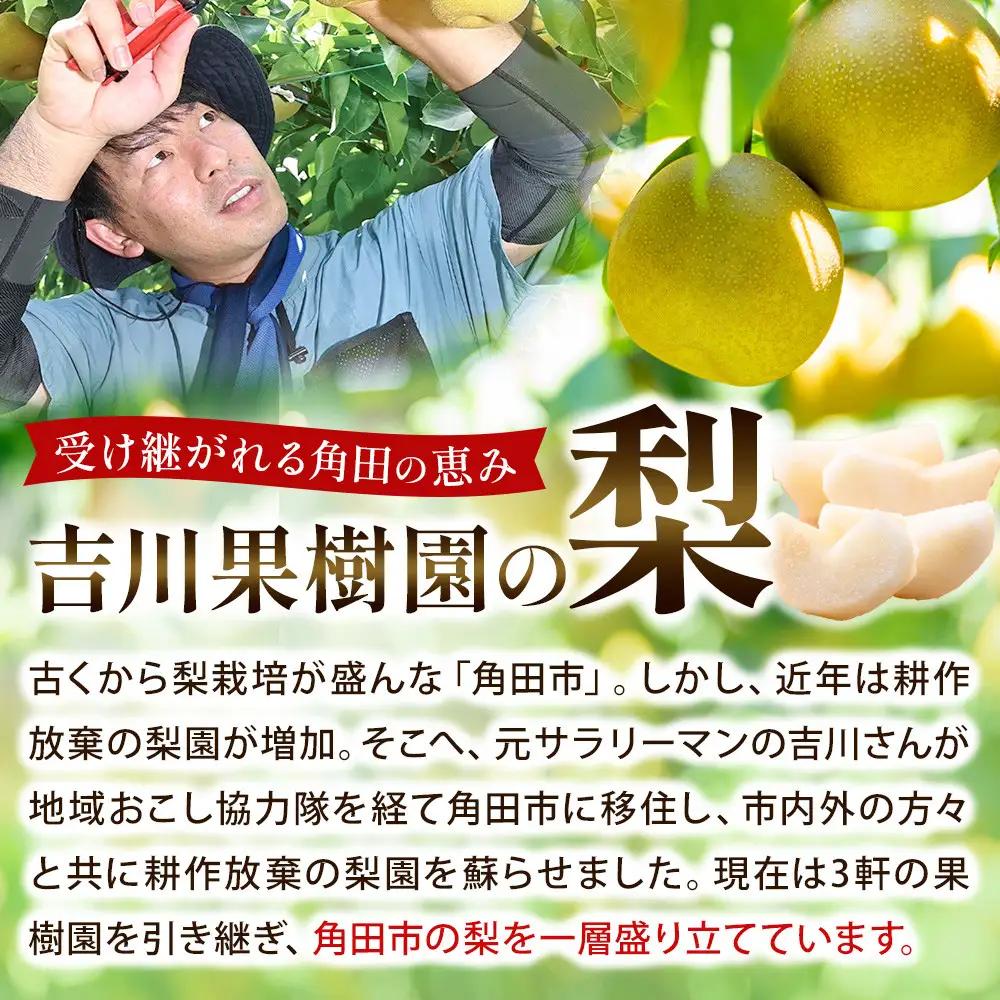 (訳あり) 旬の和梨　約５kg【吉川果樹園】 ｜ 梨 