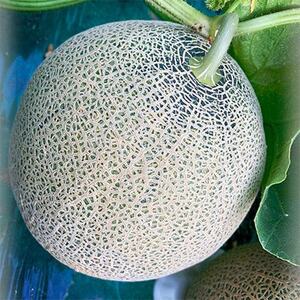 【訳あり】家庭用2025年夏発送　岸田農園産青肉メロン2玉(1玉1.8kg)30セット限定【1614594】
