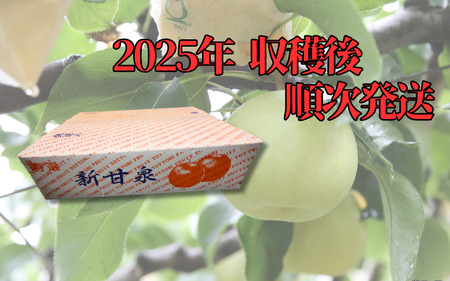 【先行予約】中野農園 梨 ”新甘泉” 5kg箱｜鳥取 岩美 梨 なし ナシ【41021】