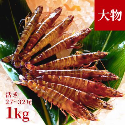 ふるさと納税 宜野座村 【養殖場から直送】活き車海老 大物サイズ 約1kg(27〜32尾/約16cm)