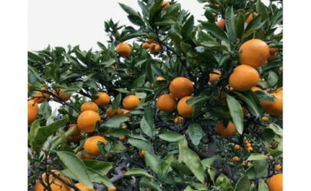 ZF6034n_【完熟早生・有田みかん】化粧箱『特秀』 4kg Lサイズ32個入