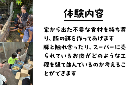 豚の飼育体験(1回) 豚 体験 ふれあい