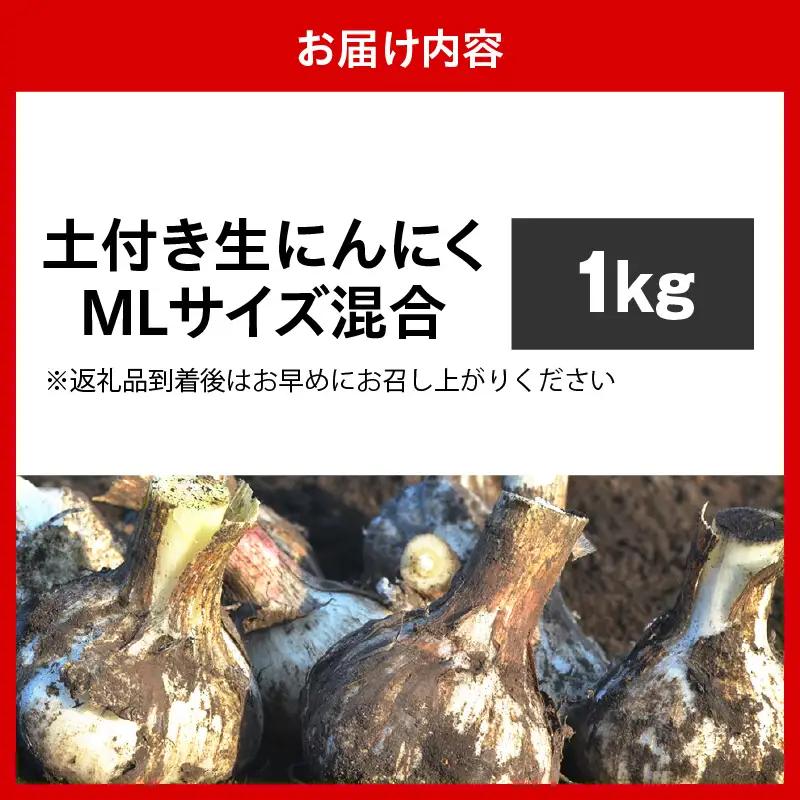 にんにく　生にんにく1kgＭＬサイズ混合土つき2026年6月下旬～発送