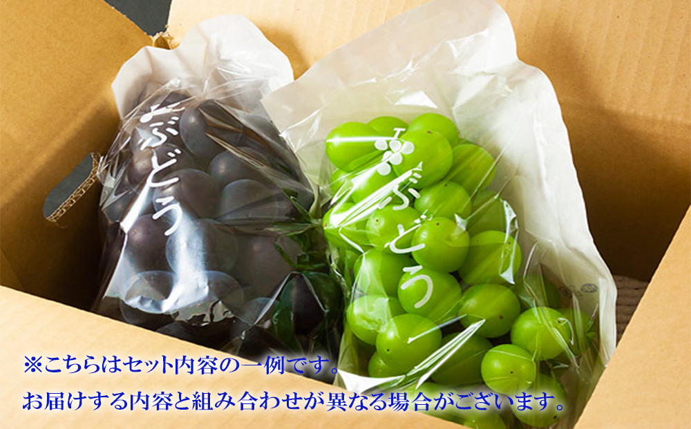 【9月初旬以降順次発送】もぎたて葡萄セット 約2種セット 約1.5kg  ぶどう 食べ比べ 品種はおまかせ ピオーネ グランピオーネ 藤稔 ハニービーナス シャインマスカット 天狼 クイーンニーナ 詰