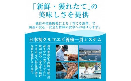 B-136 ＜数量限定！特別品＞冷凍車えび特大サイズ1kg(20～28尾・加熱用)【MBC開発】霧島市 えび 冷凍 海老 エビ 車エビ 調理 小分け 加熱用