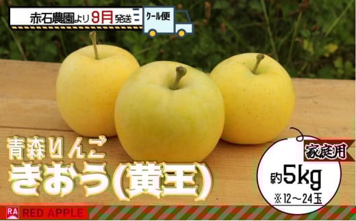 りんご 【 9月 クール便発送 】 家庭用 きおう ( 黄王 )  約 5kg 【 弘前市産 青森りんご 】 REDAPPLE 青森県産 黄色いりんご