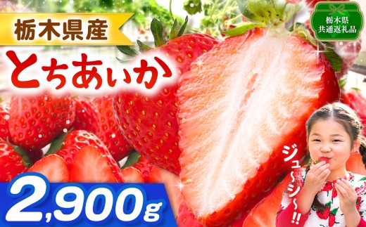 【栃木県共通返礼品】【先行予約】とちあいか 2900g | 果物 くだもの フルーツ 野菜 やさい ヤサイ 苺 イチゴ いちご とちあいか 新鮮 甘い 数量 限定 美味しい 果物 共通返礼品 フルーツ