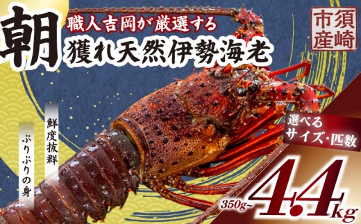 
                  【2026年4月より順次発送】訳あり品 朝獲れ 伊勢海老 【 350g ～ 4.4kg 】 規格外 訳あり 急速 冷凍 産地直送 須崎 高知 海鮮 魚介類 年末年始 お正月 お祝い  ギフト 贈答 イセエビ IKY034_x-all
                