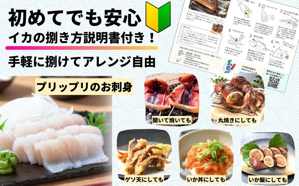 今が旬！朝どれ寒シマメ特大サイズ（350-400g）丸ごと3杯セット 1kg?1.2kg_イメージ4