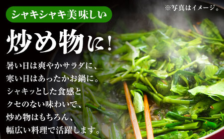 新鮮朝採れ くうしん菜 大容量パック 20袋 / 亀山市 / グリーンハウス吉田[AMCD001]