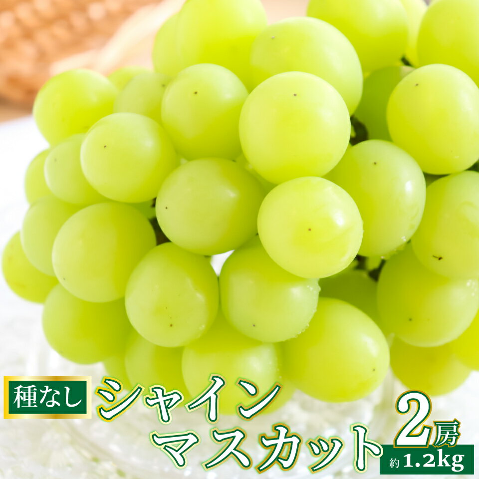 【ふるさと納税】先行予約＜シャインマスカット＞ ぶどう grape fruit フレッシュ 旬 果物 くだもの 高知県 佐川町産【冷蔵】＜2025年8月下旬以降に発送＞