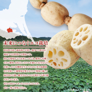 【先行予約】【8月下旬より発送】れんこん2kg【絶品 蓮根 レンコン 高級感 茨城県産 茨城県 阿見町】(89-01)