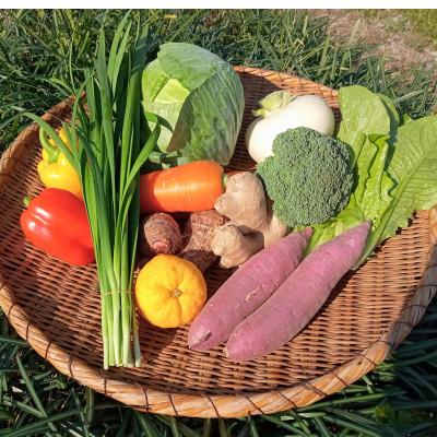 ふるさと納税 南国市 【産地直送新鮮野菜】　高知県産　南国土佐の季節の野菜詰め合せセット【野菜セット】