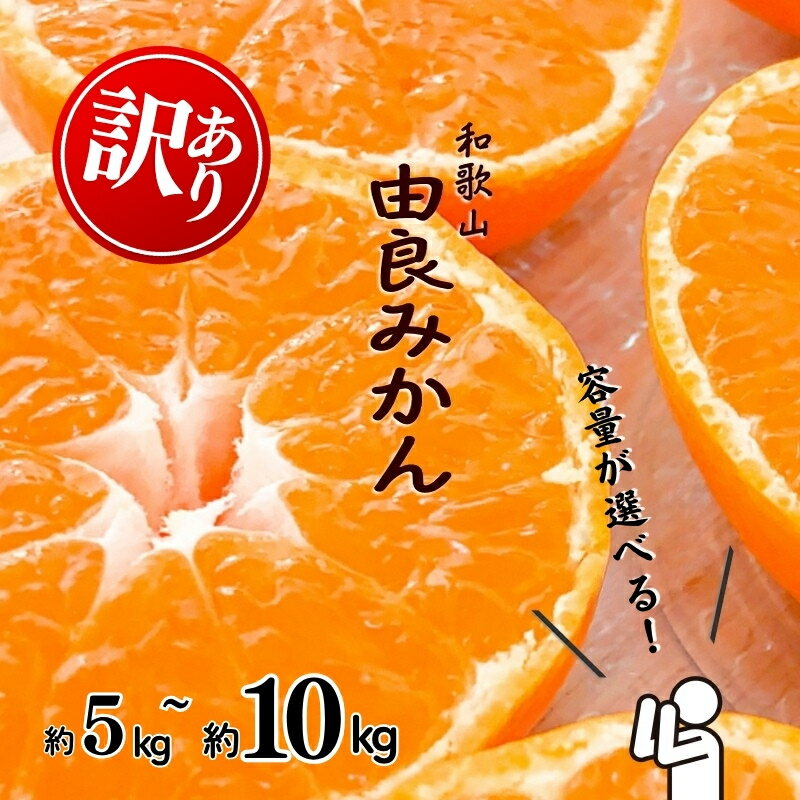 【ふるさと納税】和歌山由良みかん【容量が選べる】約5kg 約10kg 訳あり キズ 御家庭用 サイズ混合 | ※2025年11月下旬～2026年1月中旬頃順次発送予定 | みかん ミカン 和歌山 由良 おまかせ フルーツ 果物 柑橘 和歌山県産 お取り寄せ ふるさと納税 返礼品