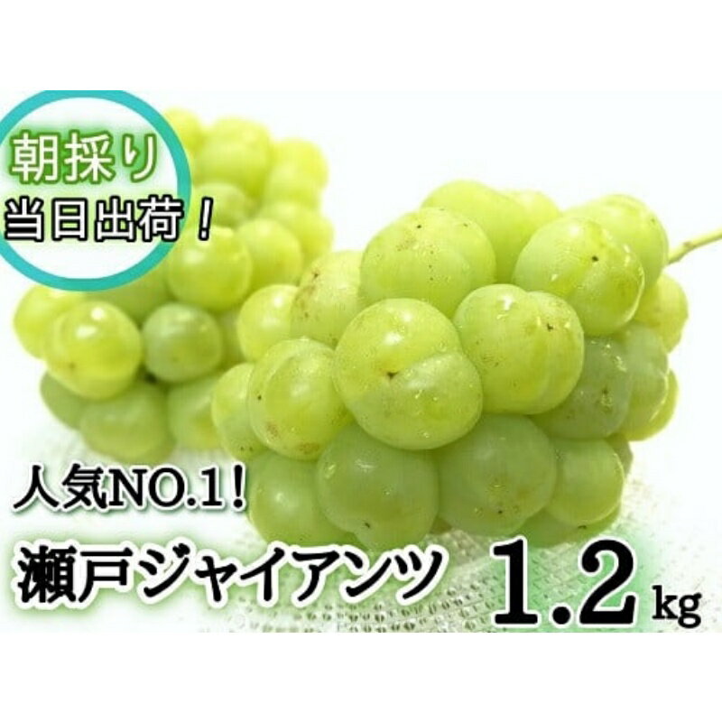 【ふるさと納税】【 産地直送 】フルーツ王国 岡山　朝採り新鮮!人気 ぶどう 瀬戸ジャイアンツ 1.2kg(2～3房)【2025年9月下旬～発送予定】離島発送不可 / 葡萄 ブドウ 先行予約 果物 フルーツ 瀬戸ジャイアンツ 贈答 新鮮 当日出荷 数量限定 ぶどう専門 林ファミリー 真庭市