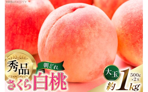 【2026年発送】桃 山梨 秀品 朝どれ 硬い桃 さくら白桃 約 1.0kg 2玉 朝獲れ 大玉 さくら 白桃もも 桃 モモ フルーツ 果物 山梨県産 産地直送 期間限定 季節限定 冷蔵 8月下旬から発送 [韮崎市桃農家の産直 山梨県 韮崎市 20745236]