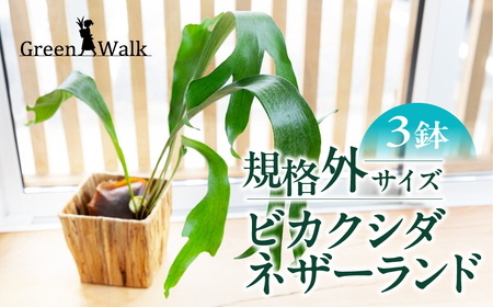 ビカクシダネザーランド 土植え 訳あり(3寸) 3鉢セット コウモリラン 観葉植物