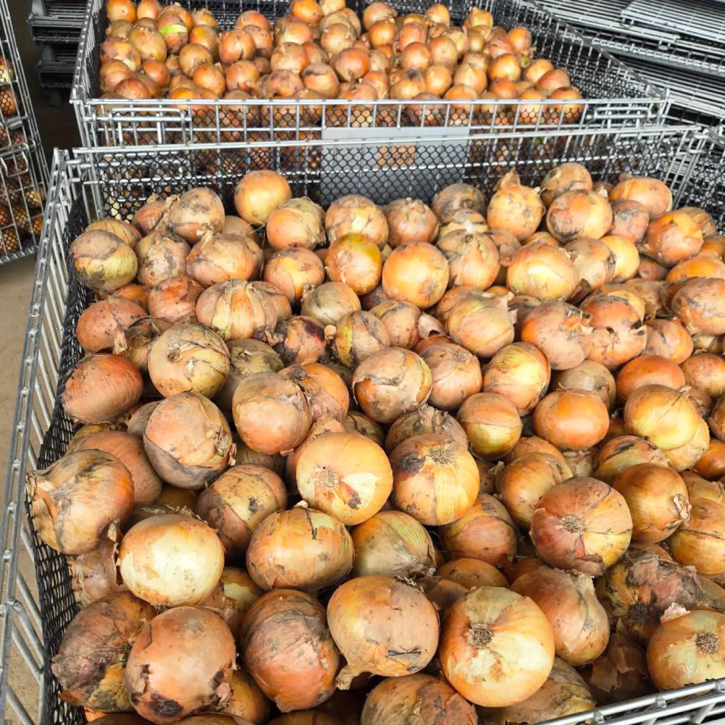 玉ねぎ20kg（Mサイズ）[AQDZ014]玉ねぎ