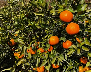 【先行予約】【訳あり】伊予柑 約10kg | 柑橘 みかん 果物 フルーツ 愛媛県産 農家直送　※離島への配送不可　※2026年1月中旬から順次発送予定  IKTAU002