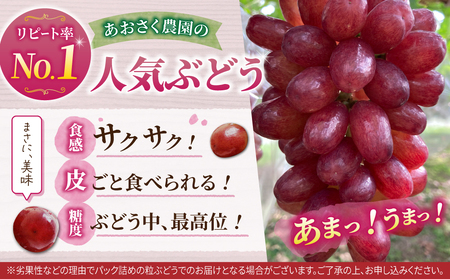 【先行受付2026年発送】2種の種なしぶどうセット(クイーンセブン・ナガノパープル） 合計2房｜あおさく農園　※2026年9月中旬以降発送予定