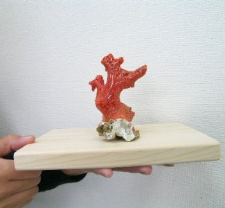 珊瑚職人館 珊瑚 原木・拝見・置物18