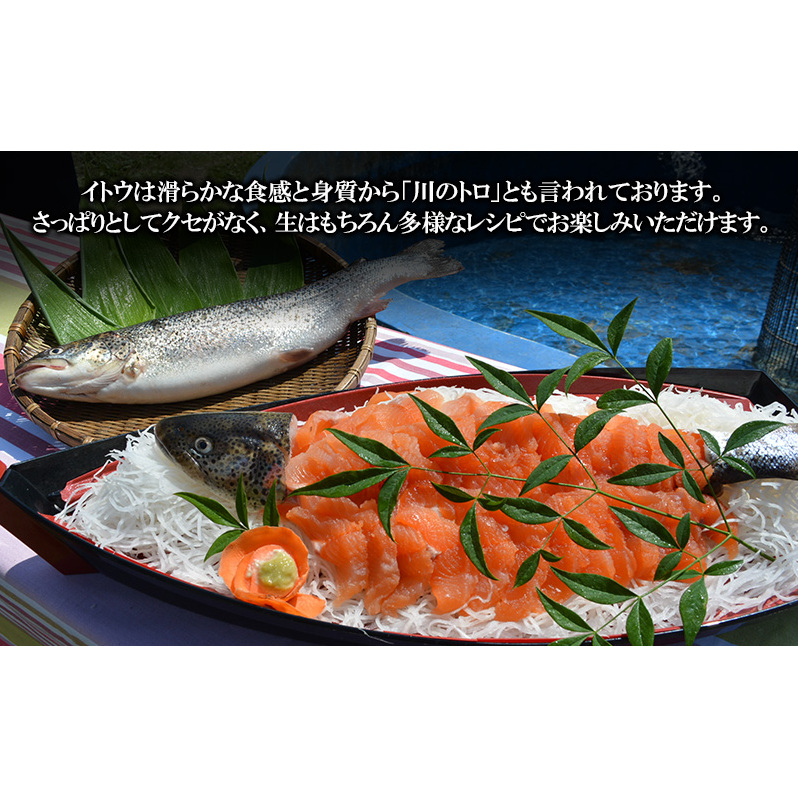 鮮魚 幻の魚 イトウ 1尾 約2kg 魚 川魚 魚介 魚介類 海鮮 お刺身 刺し身 おかず おつまみ つまみ お酒のつまみ 酒のつまみ 幻 魚 青森 青森県 鰺ヶ沢町 ※配送地域限定_イメージ3