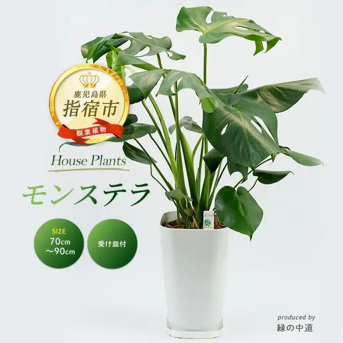 モンステラ70cm～90cm 緑の中道 IB067-001 観葉植物 観葉植物 ※北海道・沖縄・離島配送不可