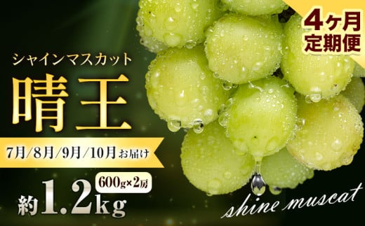 ぶどう シャインマスカット 晴王1.2kg 2房 4ヶ月定期便 彩美菜果《2026年7月上旬-10月末頃出荷》 マスカット 送料無料 岡山県 浅口市 フルーツ 果物 贈り物 国産 くだもの 果物 7月 8月 9月10月 発送 【配送不可地域あり】 st-p