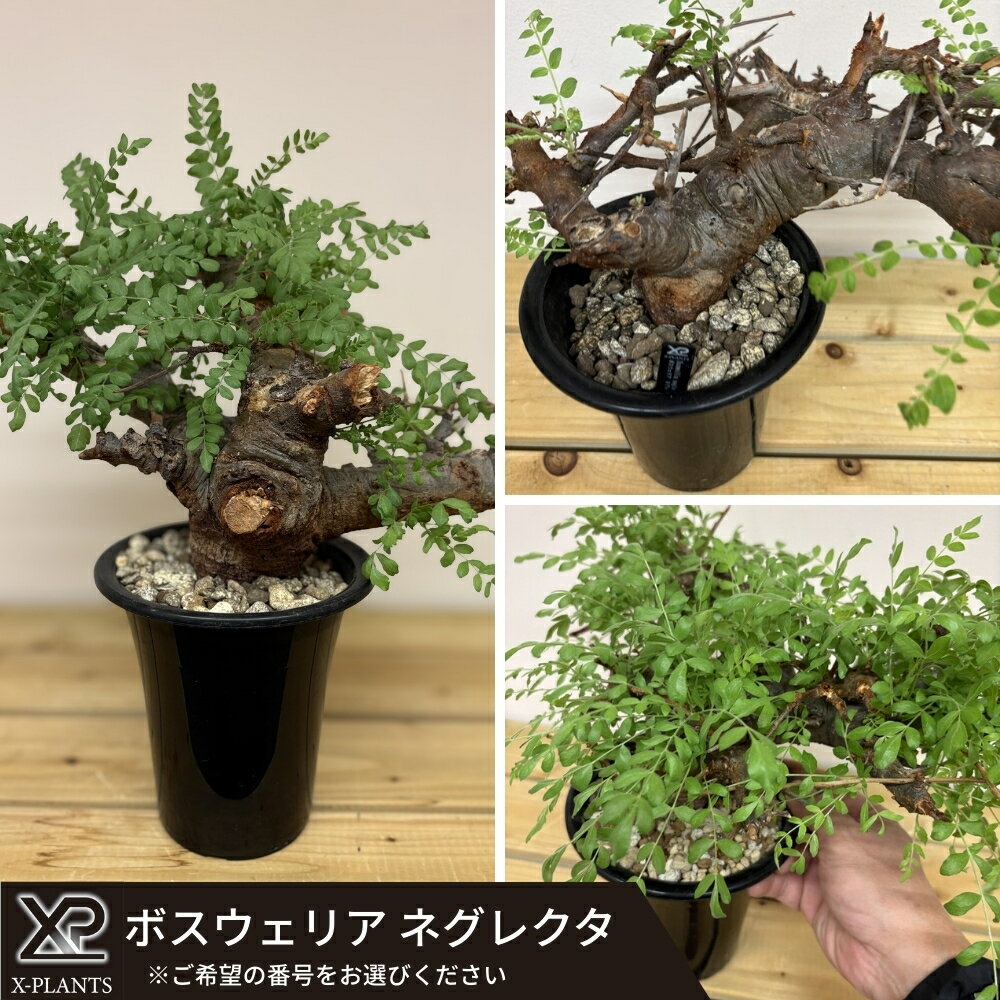 【ふるさと納税】ボスウェリア ネグレクタ X-PLANTS 珍奇植物 ビザールプランツ 塊根植物
