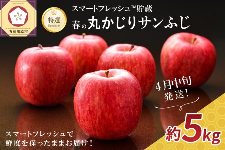 【2026年4月中旬発送】特選りんご5kg 春の丸かじりサンふじ スマートフレッシュ™又はCA貯蔵