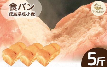 食パン 5斤 パン 天然酵母 国産 小麦 【 食パン 】