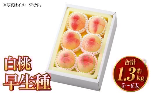 白桃 早生種 5～6玉（約1.3kg）岡山 桃 白鳳 加納岩白桃 早生種 果肉 柔らかい 果汁 【2026年7月上旬～7月下旬迄順次発送予定】