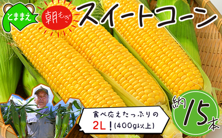 【令和7年産先行受付】北海道とままえ産スイートコーン　約15本（先行予約　北海道産　とうもろこし　とうきび　朝どれ　朝もぎ　旬　新鮮　送料無料　冷蔵）