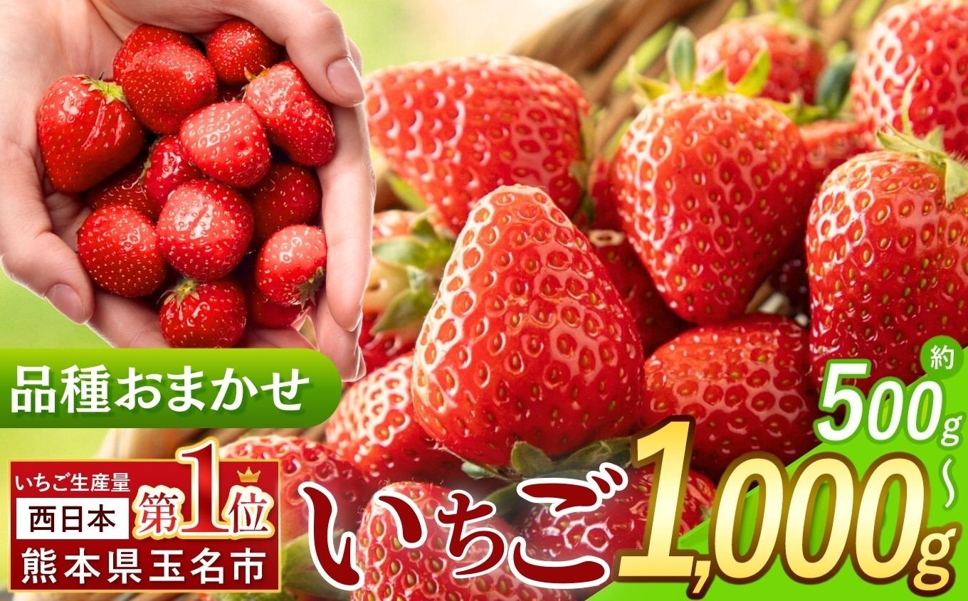 
            熊本県産いちご 品種おまかせ 選べる 内容量 約 500g / 1000g | フルーツ 果物 くだもの 果実 苺 いちご ベリー ストロベリー  熊本県 玉名市
          