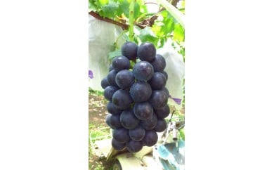 【2026年産】兵庫県認証食品！ぶどうの王様「藤稔」3kg