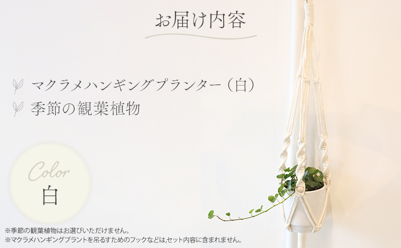《白》季節の観葉植物と3色から選べるマクラメハンギングプランターのセット 観葉植物 飾り インテリア マクラメ編み マクラメ ハンギング プランター 鉢 白 ホワイト 手編み おしゃれ 植物 室内