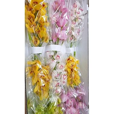 ふるさと納税 阿波市 シンビジュウム・切り花詰め合わせ(10本/3品種) |  | 01