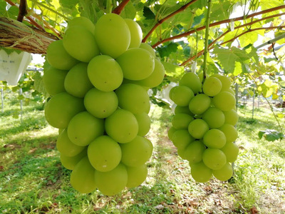 【直送便】完熟シャインマスカットと和梨セット（小）　0148-2611